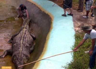 از عکس بزرگترین تمساح دنیا هم می ترسید